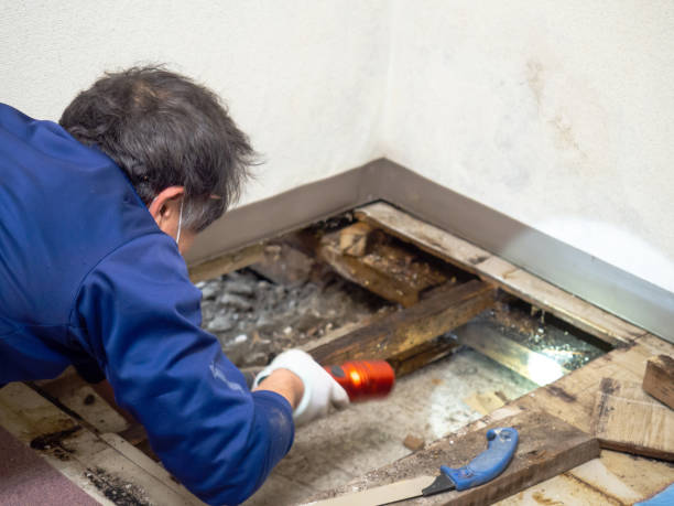 Best Attic Mold Removal  in Granite Hills, CA