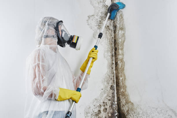 Best Fast Mold Removal  in Granite Hills, CA