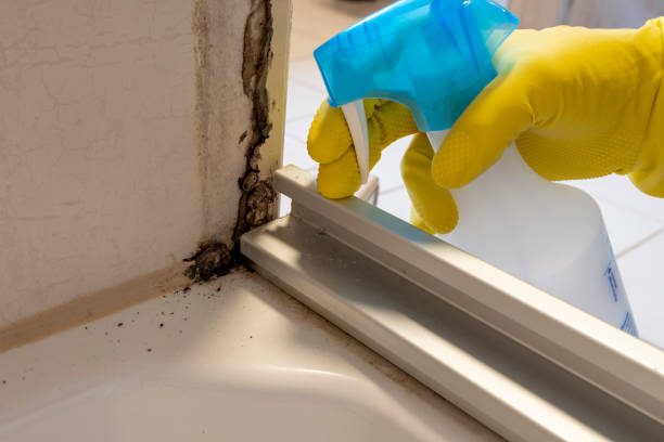 Best Professional Mold Removal  in Granite Hills, CA
