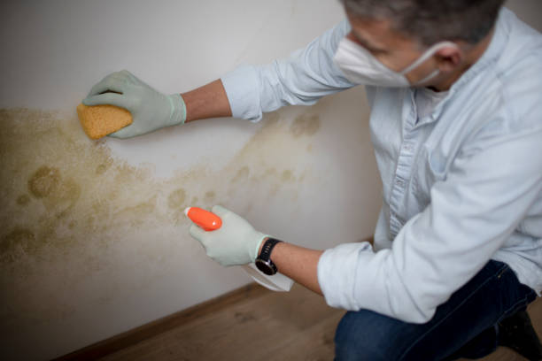 Best Certified Mold Removal  in Granite Hills, CA