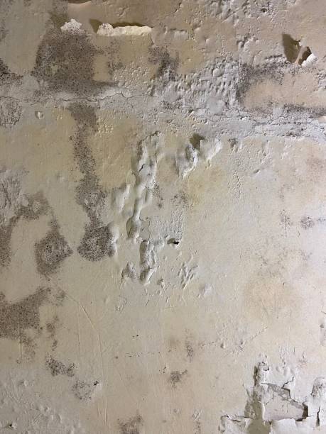 Best Emergency Mold Removal  in Granite Hills, CA