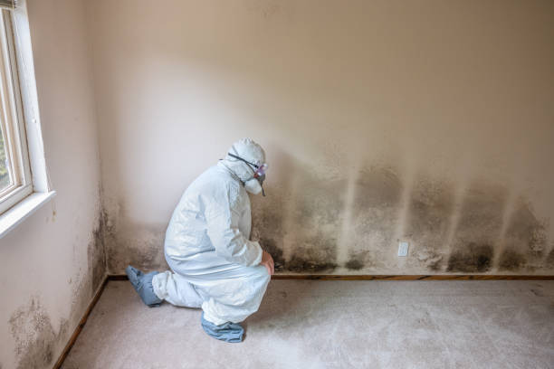 Best Same-Day Mold Removal  in Granite Hills, CA