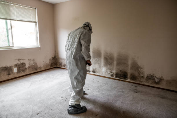 Best Local Mold Removal Service  in Granite Hills, CA