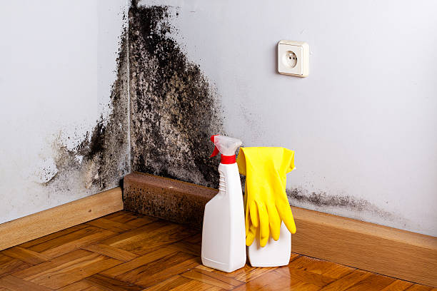 Best Commercial Mold Removal  in Granite Hills, CA