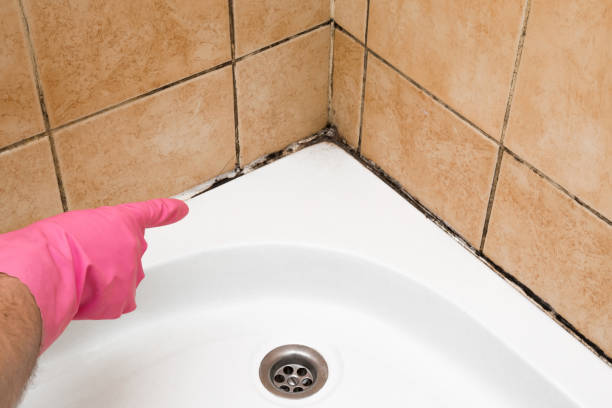 Best Mold Damage Repair  in Granite Hills, CA